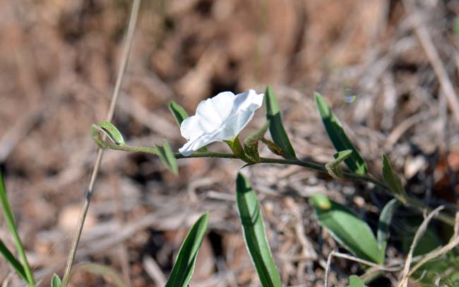 Evolvulus sericeus, Silver Dwarf Morning-glory, Southwest Desert Flora